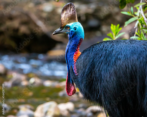 mighty southern cassowary seen up close in daintree rainforest national park in queensland, australia, near cairns, large colorful flightless bird, symbol of daintree photo