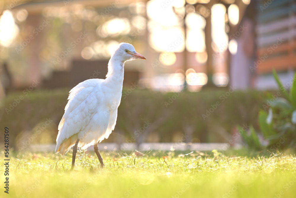 Obraz premium White cattle egret wild bird, also known as Bubulcus ibis walking on green lawn in summer