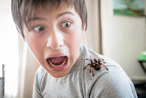The boy screams in horror when he sees a huge spider crawling on the shoulder. brave boy plays with huge spider Brachypelma albopilosum. Treatment of arachnophobia Defocused