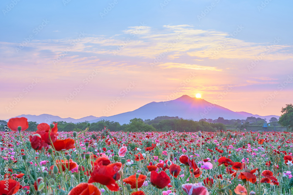 早朝の筑波山と一面に広がるポピー畑と太陽の幻想的な風景