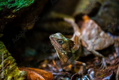 Portrait of Boyd's forest dragon standing motionless on the path in Daintree Rainforest, Tropical North Queensland, Australia