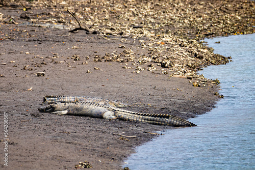 massive saltwater crocodile resting on the sand on the bank of the mowbray river near daintree rainforest and cairns in queensland, australia, dangerous wild animals of australia
