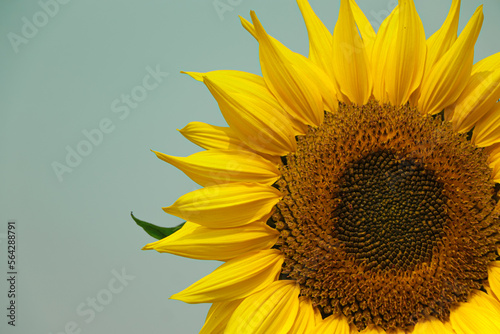 Fototapeta Naklejka Na Ścianę i Meble -  Sunflower in the abundance field with blue bright sky background in Bangladesh