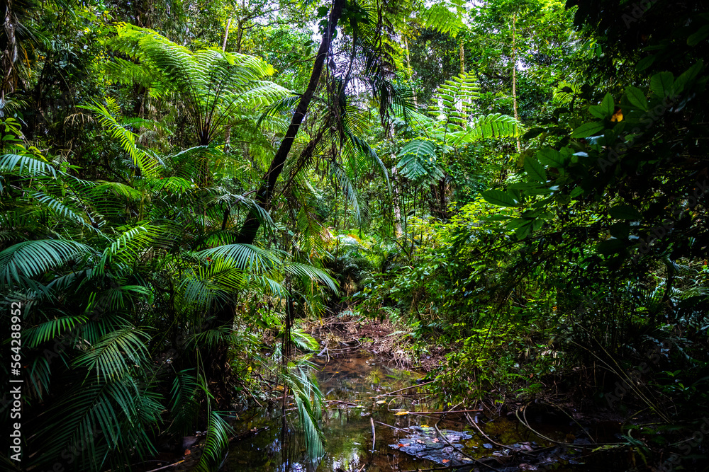 Fototapeta premium atherton tablelands landscape on the way to nandroya falls; dense rainforest full of unique plants