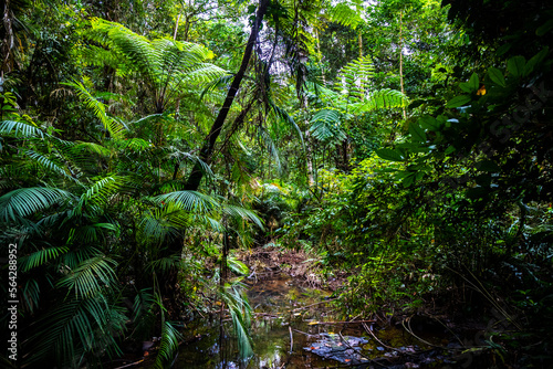 atherton tablelands landscape on the way to nandroya falls  dense rainforest full of unique plants