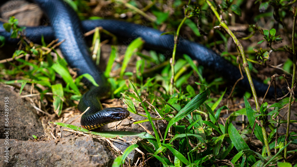 Redbellied black snake spotted in atherton tablelands near nandroya