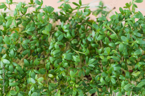 Watercress salad   cress salad  microgreens  small green leaves and stems closeup