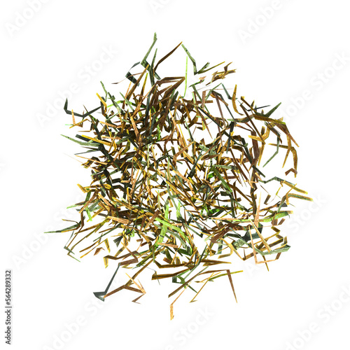 wild field grass, top view, isolated on a transparent background, 3D illustration, cg render 