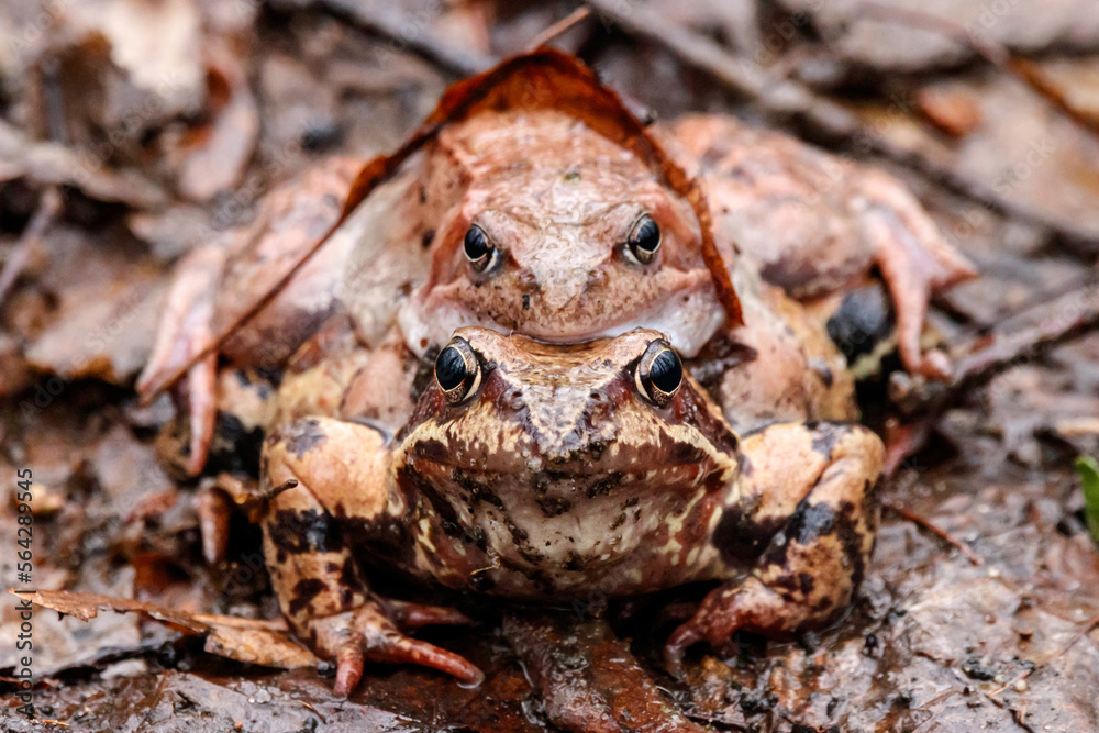 Obraz premium Common frogs Rana temporaria pair mating in spring