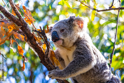 Photography cute wild koala actively walking on eucalyptus branches on magnetic island in qu