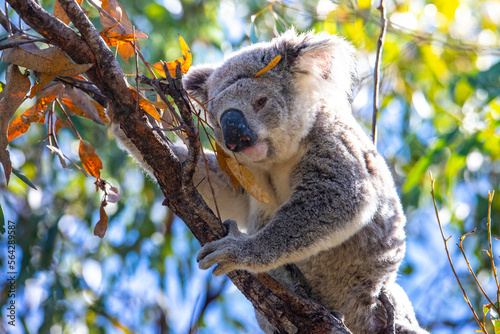 Photography cute wild koala actively walking on eucalyptus branches on magnetic island in qu