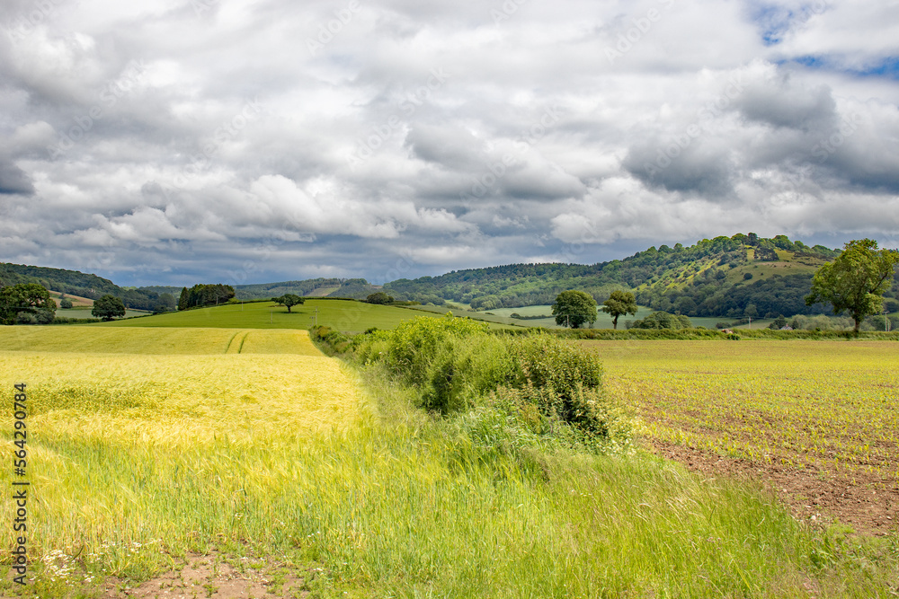Fototapeta premium Summertime wheat fields in the UK.