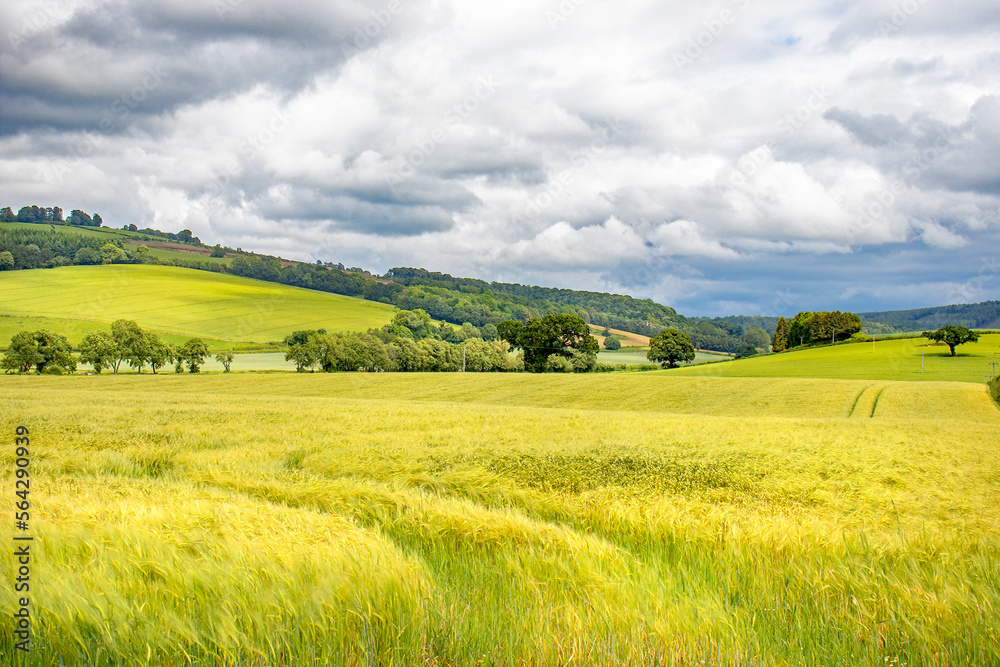 Summertime wheat fields in the UK.