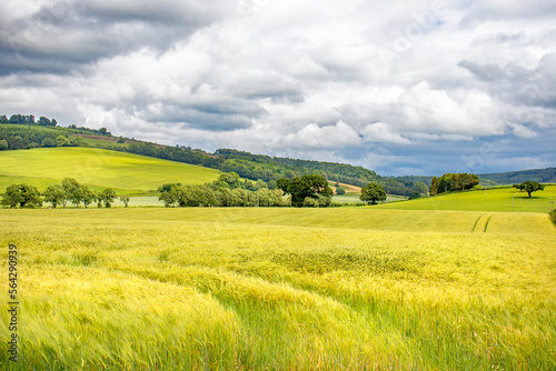 Summertime wheat fields in the UK.