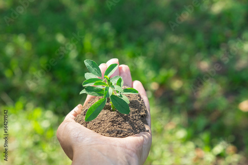 A plant in hands on a green background. Ecology and gardening concept. Nature background