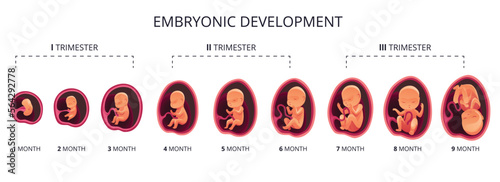 Fotografia Embryo month stage growth, fetal development vector flat infographic icons