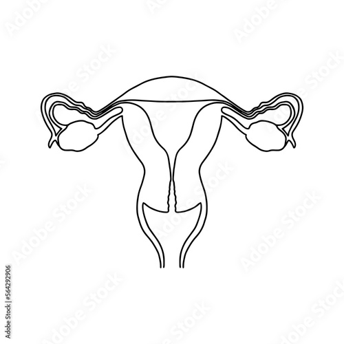 Female reproductive system, cross section. Illustration of Human anatomy. 