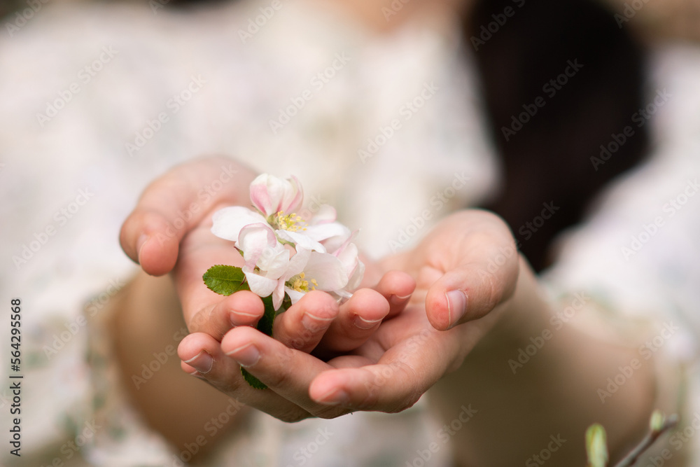 Women 's hands hold a blooming a pink twig with white cherry and apple blossoms Women 's hands hold a blooming a pink twig with white cherry and apple blossoms