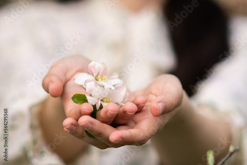 Women 's hands hold a blooming a pink twig with white cherry and apple blossoms