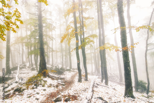 Snow covered with autumn Trees in the morning. Path winter and autumn forest