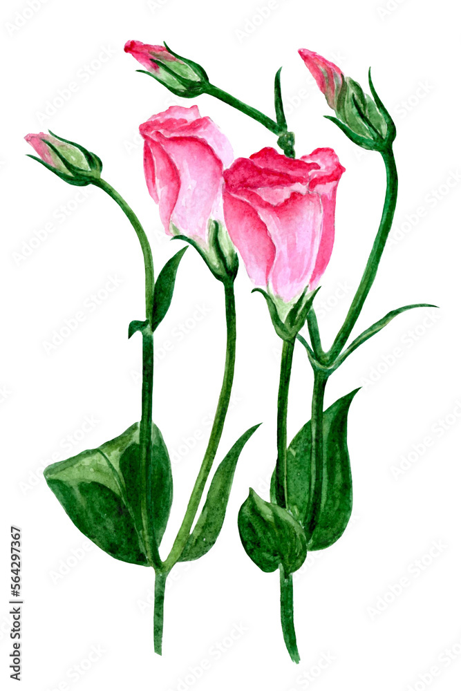 Obraz premium Watercolor pink flowers isolated on white background. Watercolor lisianthus, rose illustration