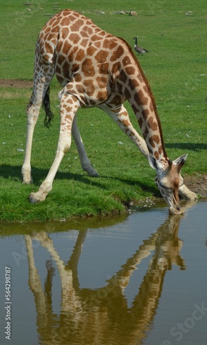 Fototapeta Naklejka Na Ścianę i Meble -  Thirsty Giraffe