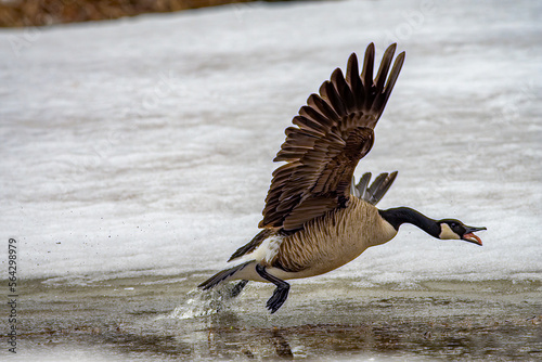 angry goose in flight