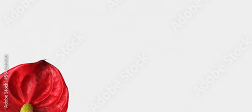 Anthurium crystallinum,  red anthurium flower in the lower left corner of the image on a light background, space for text