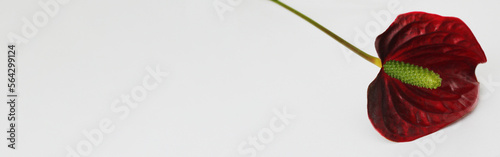 Anthurium crystallinum,  red anthurium flower on a light background, space for text, background