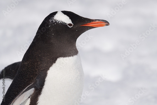 Gentoo Penguin (Pygoscelis papua) Profile - Antarctica 