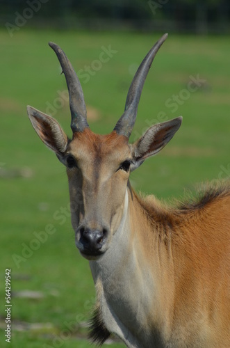close up of a antelope