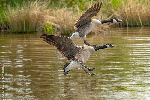 canada geese landing on a pond