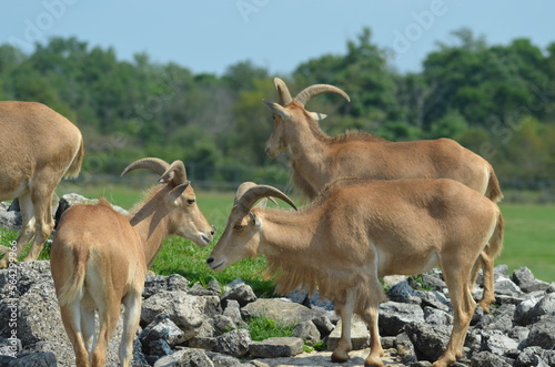 antelope in the wild