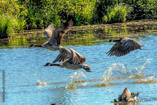 geese getting updraft to fly photo