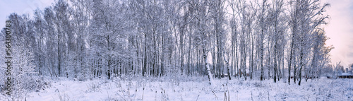 winter Forest panorama