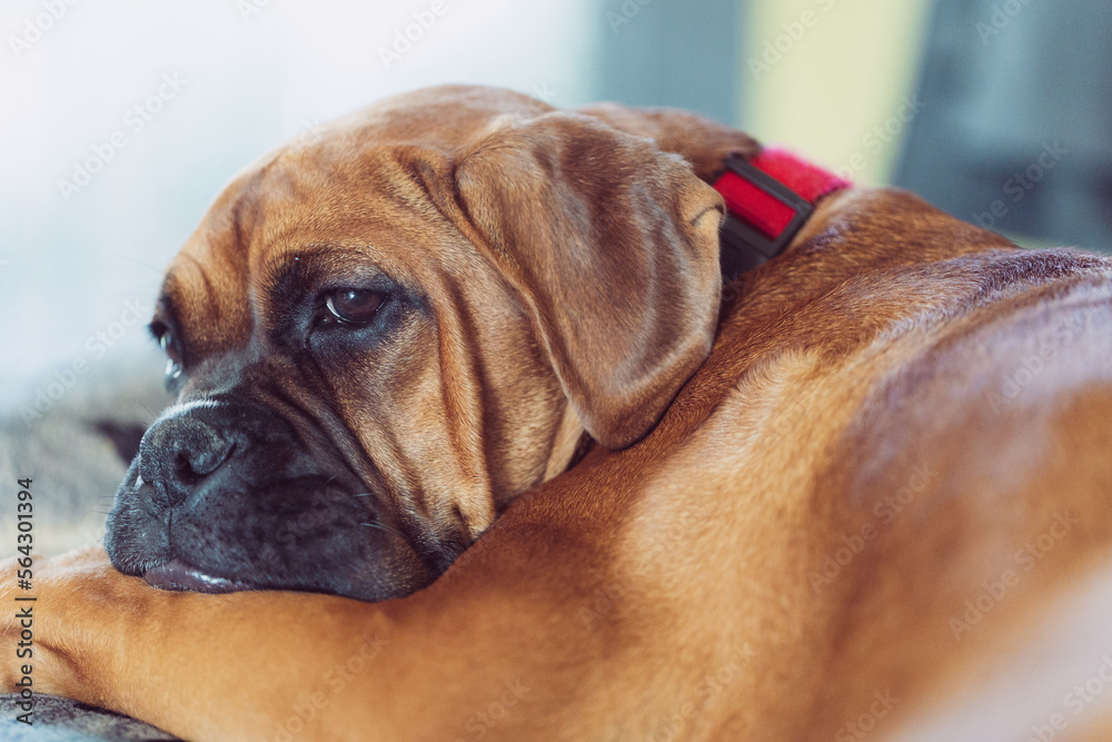 The Boxer breed dog.