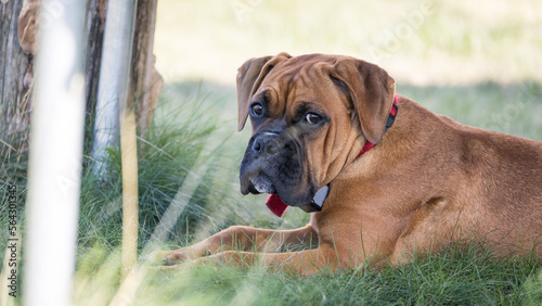 Obraz na płótnie The Boxer breed dog. w salonie