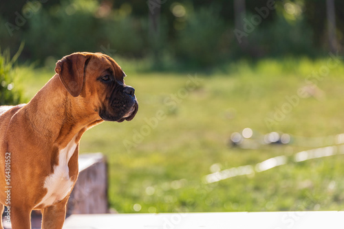 Obraz na płótnie The Boxer breed dog. w salonie