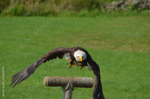 white tailed eagle in flight