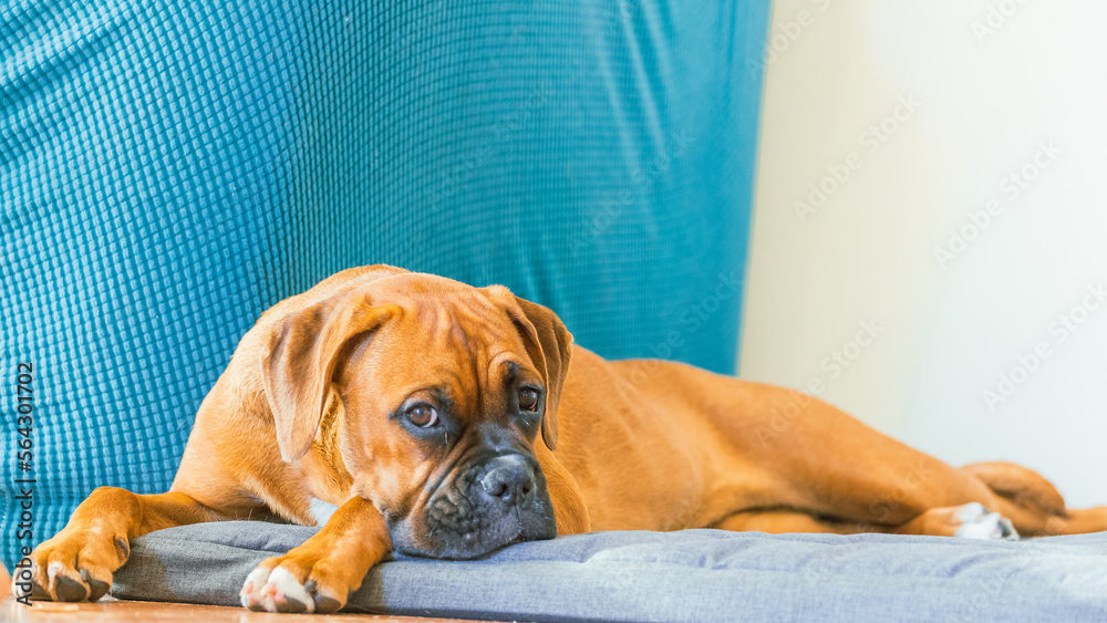 The Boxer breed dog.