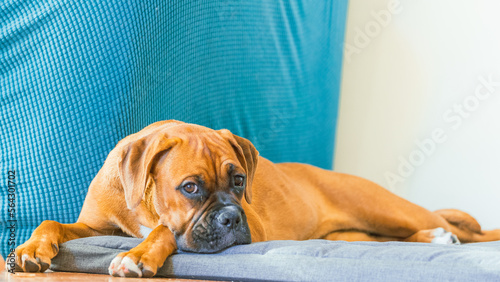 Obraz na płótnie The Boxer breed dog. w salonie