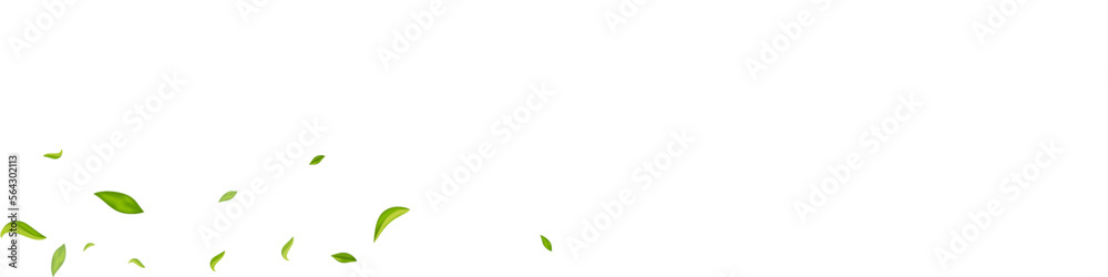 Forest Foliage Spring Vector White Panoramic Forest Foliage Spring Vector White Panoramic