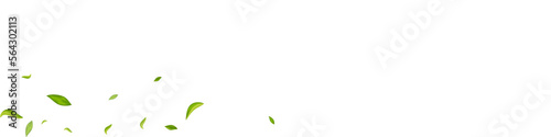 Forest Foliage Spring Vector White Panoramic