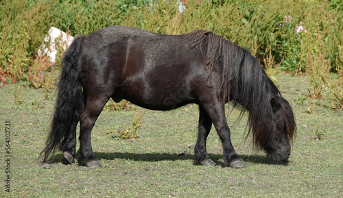 A brown coloured Shetland pony grazing in a field. 