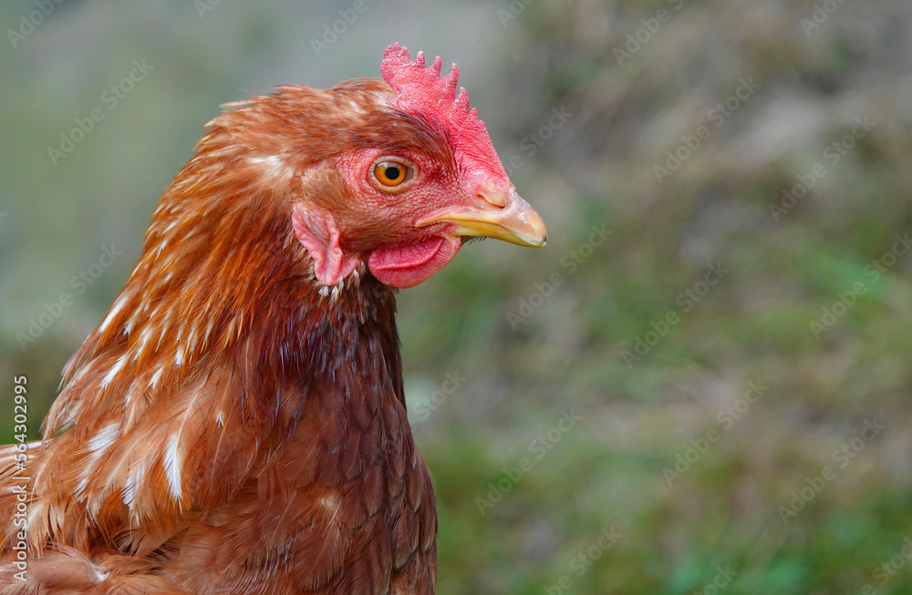 A closeup of a chicken in profile. A closeup of a chicken in profile.