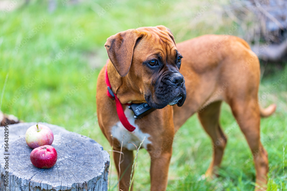 The Boxer breed dog.