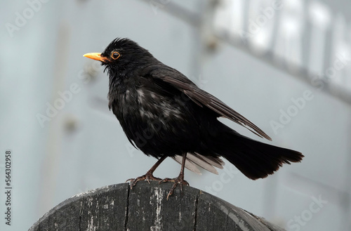 A side view of a male blackbird perching on a wooden post. 