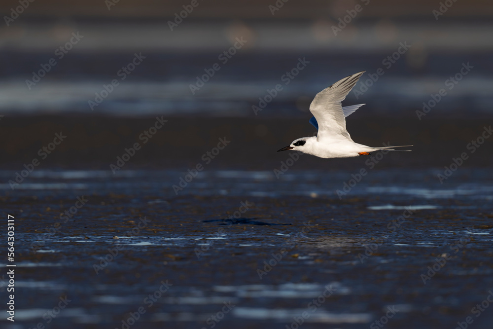A Forster's tern (Sterna forsteri) flying above the coastline.