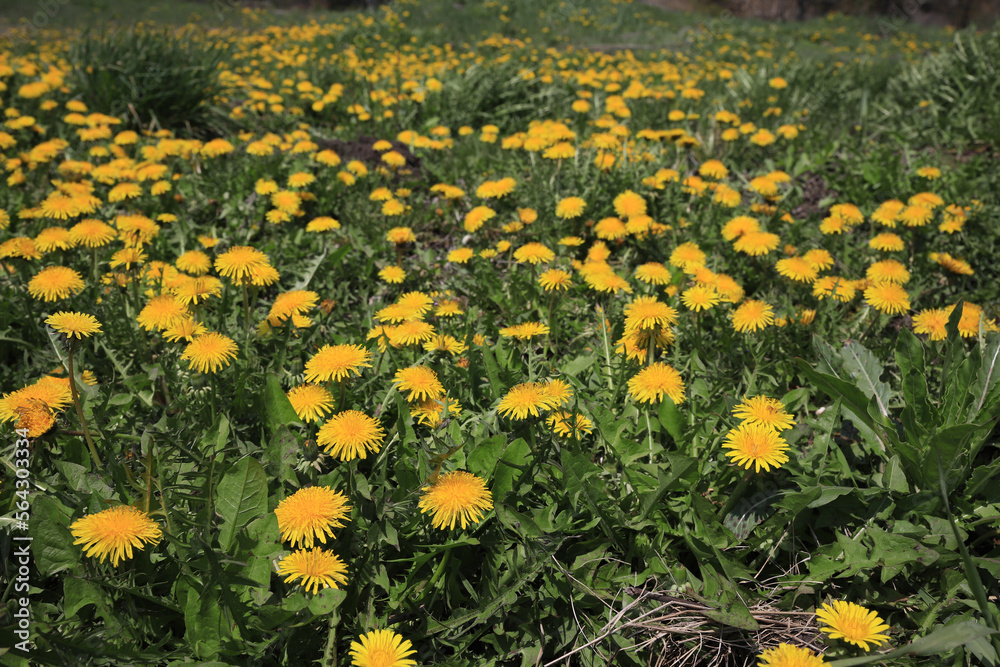 Obraz premium Image photograph of spring, dandelions in full bloom, Japan