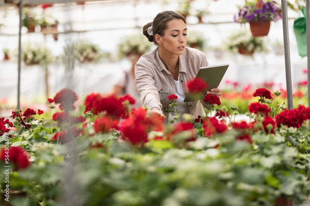 Woman With Digital Tablet Working In Plant Nursery And Taking Care Of Flowers